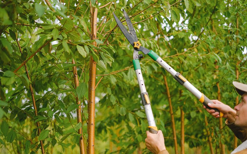 Tree trimming in Silverthorne, CO